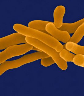 Rhodococcus Fascians Bacteria