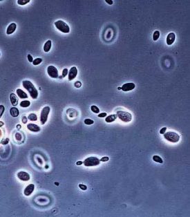 bacillus-polymyxa
